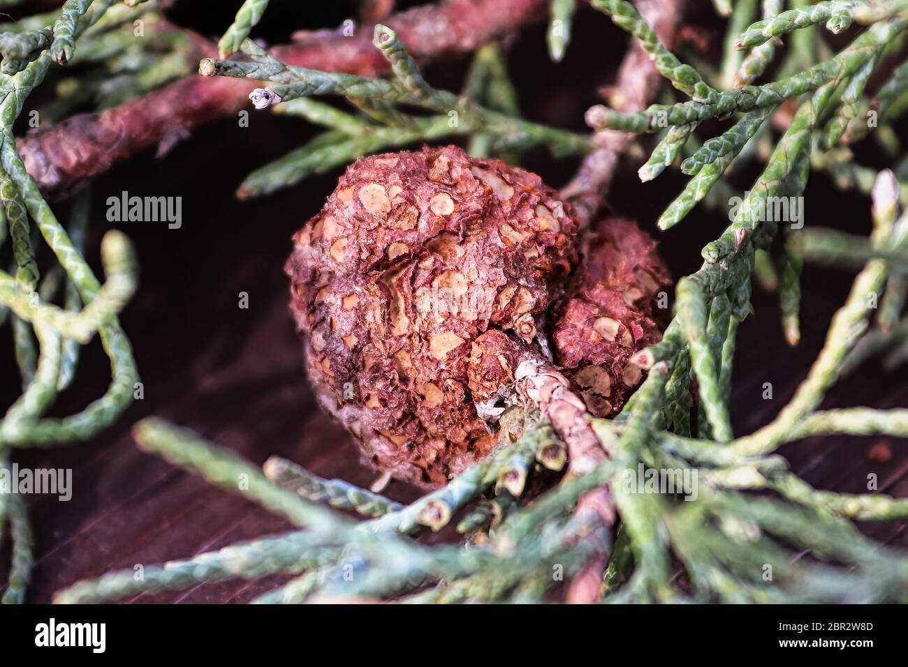 Closeup of Juniper Hawthorn Rust on Cedar. Stock Photo