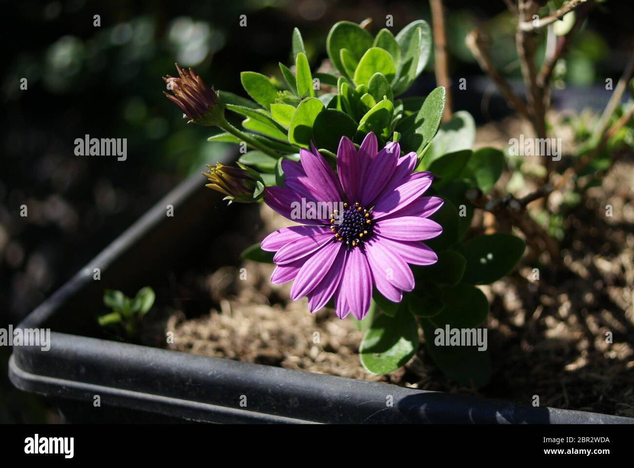 (Dimorphotheca ecklonis) Purple daisy flower in the spring sunshine Stock Photo