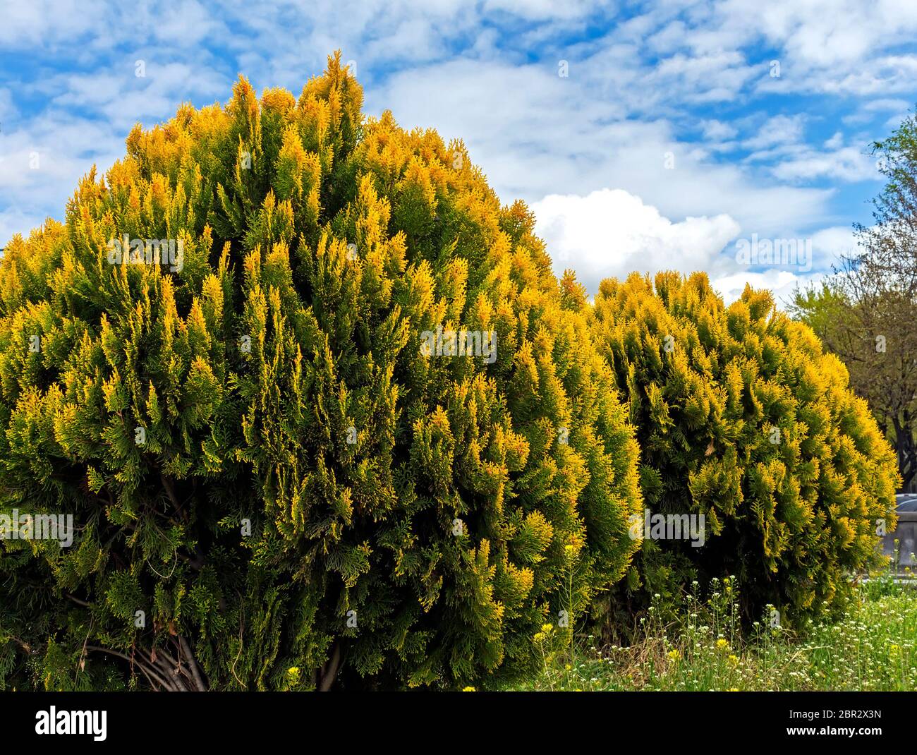 Thuja western 'Golden Globe' against the background of blue sky with clouds. Stock Photo