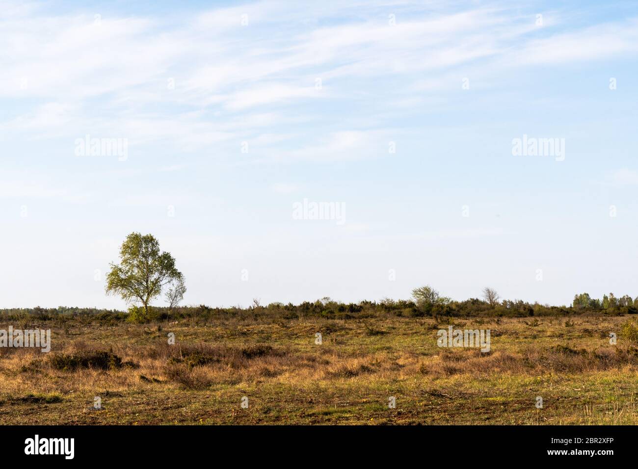 Lone Birch tree in a great barren landscape Stora Alvaret on the island Oland in Sweden Stock Photo
