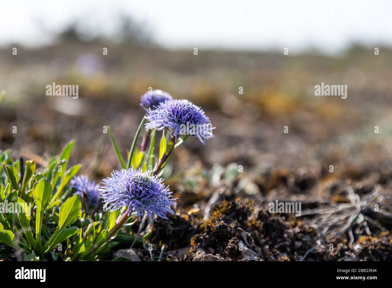 Sunlit indigo blue blossom flowers Globularia vulgaris Stock Photo
