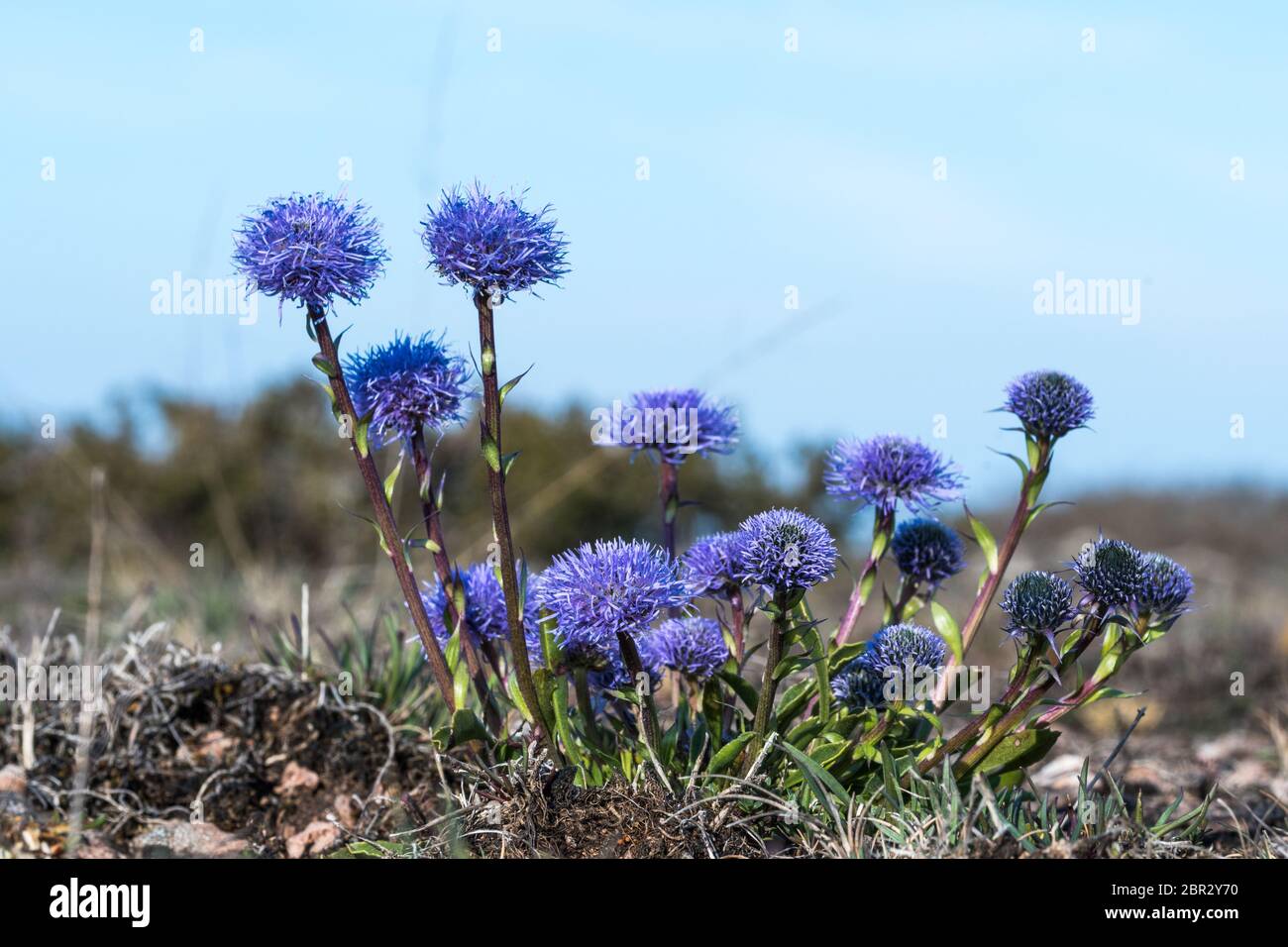 Indigo colored blossom Globularia vulgaris flower on the swedish island Oland Stock Photo