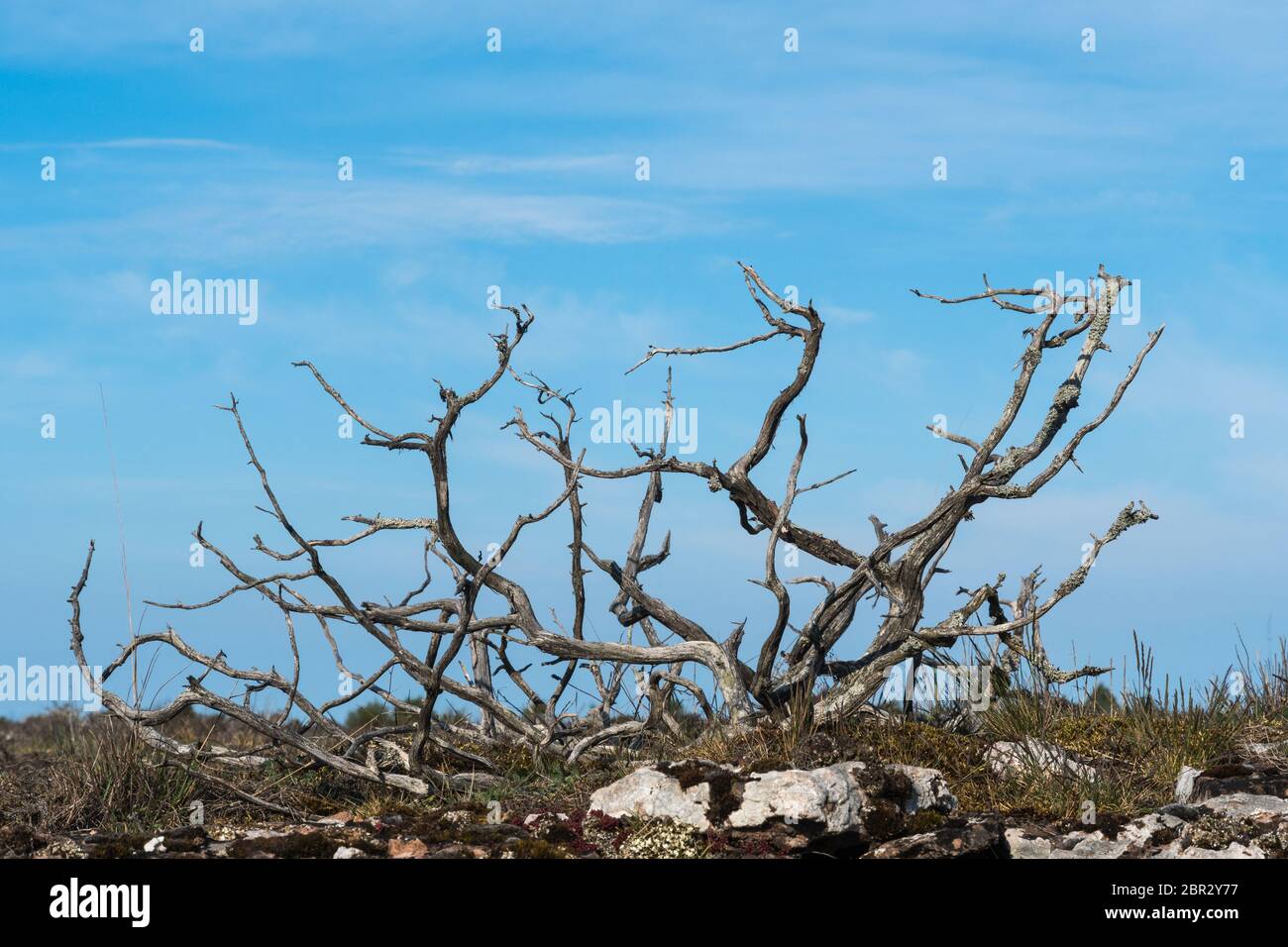 Dead juniper skeleton by a blue sky in a swedish nature reserve on the island Oland Stock Photo