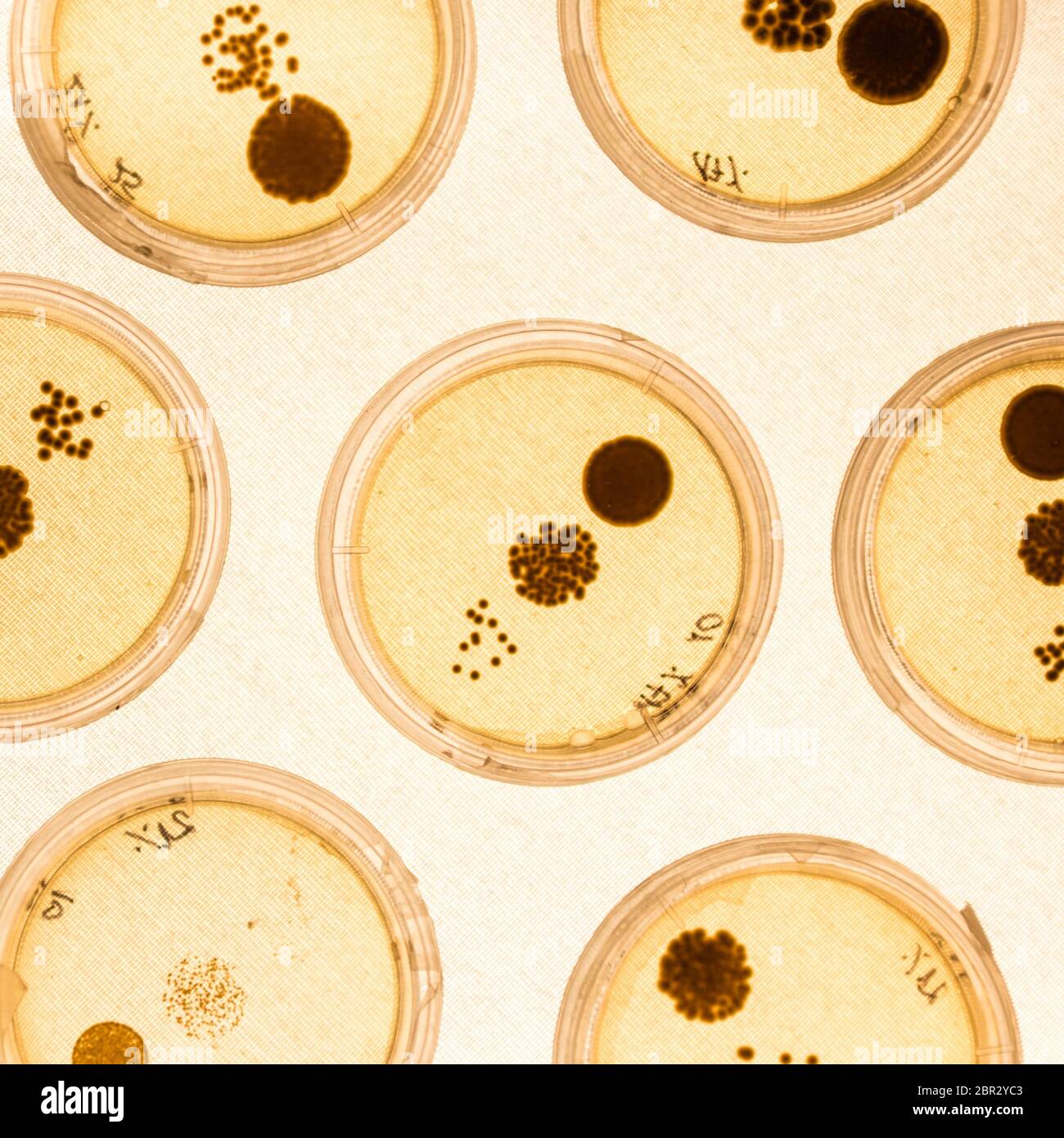 Growing Bacteria in Petri Dishes on agar gel as a part of scientific experiment. Stock Photo