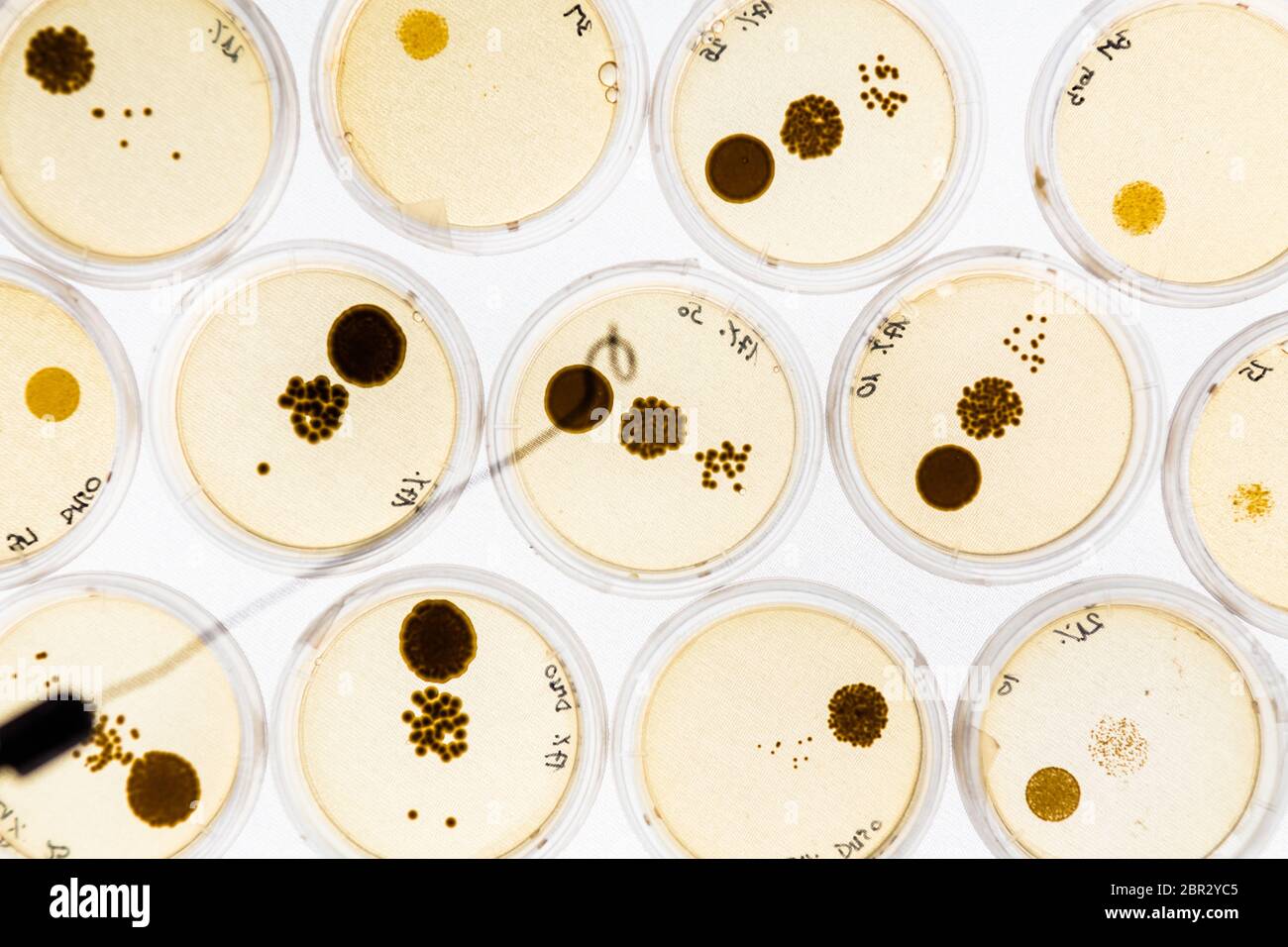 Growing Bacteria in Petri Dishes on agar gel as a part of scientific