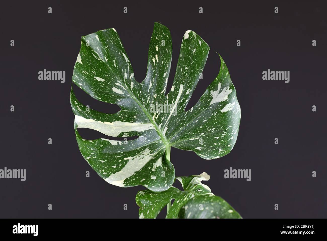 Tropical White Sprinkled Leaf Of Rare Variegated Exotic Monstera Deliciosa Thai Constellation House Plant On Dark Black Background Stock Photo Alamy