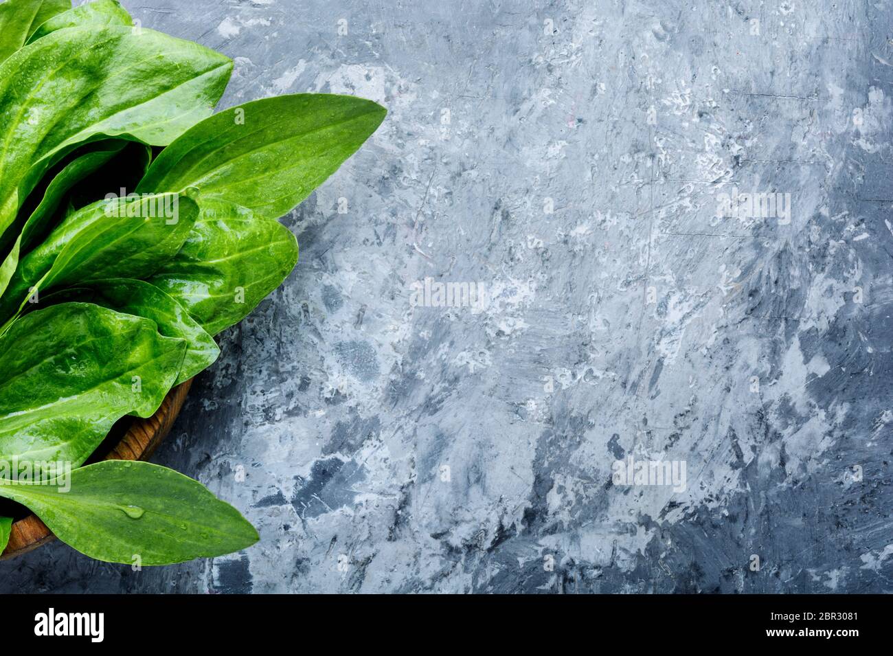 Leaf of greater plantain.Healing herbs.Copy space,space for text Stock Photo