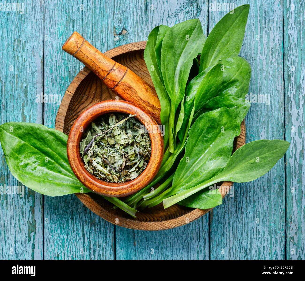 Leaf of greater plantain.Healing herbs.Medicinal herbs on table Stock Photo