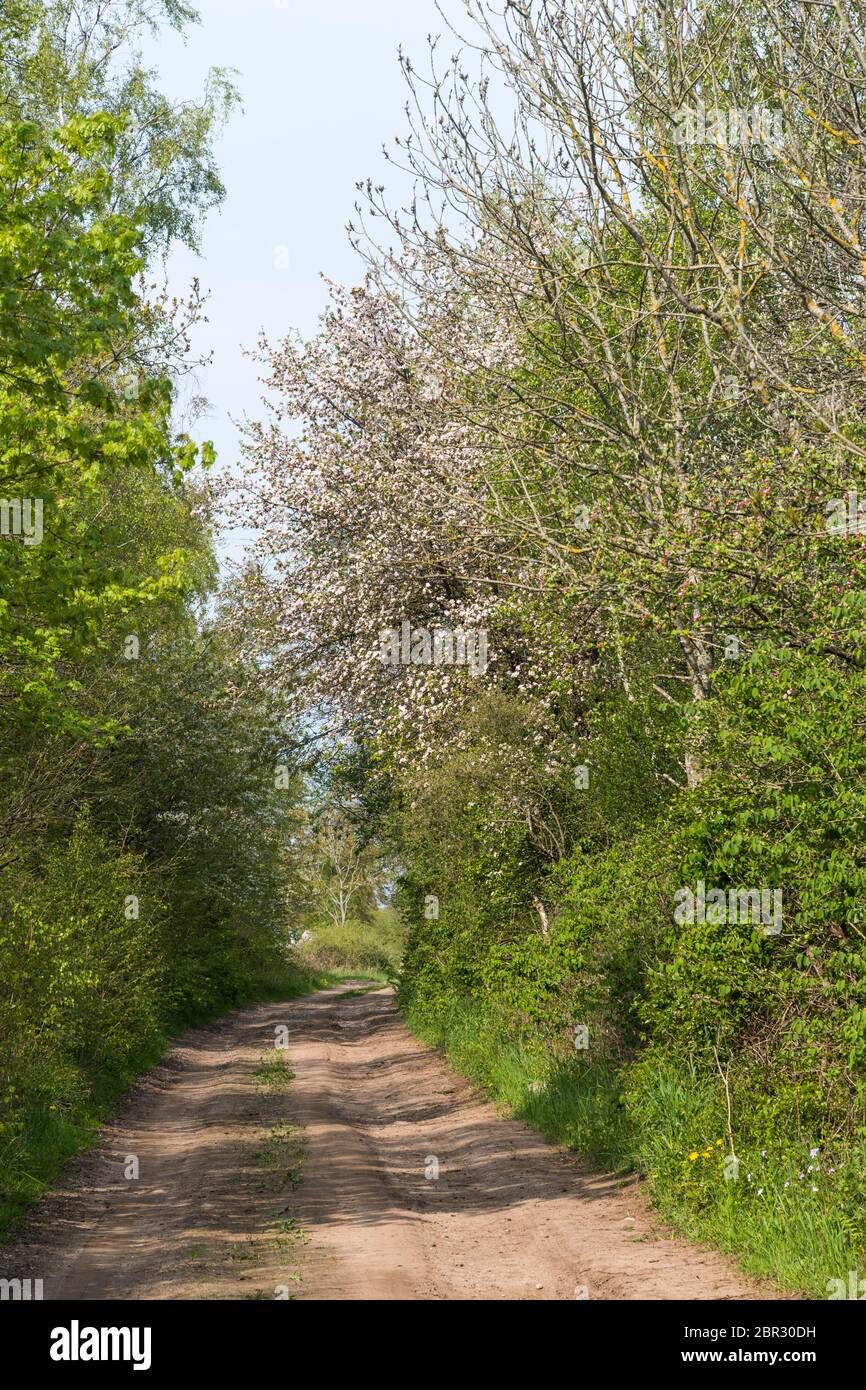 Country road through a lush greenery in spring season Stock Photo
