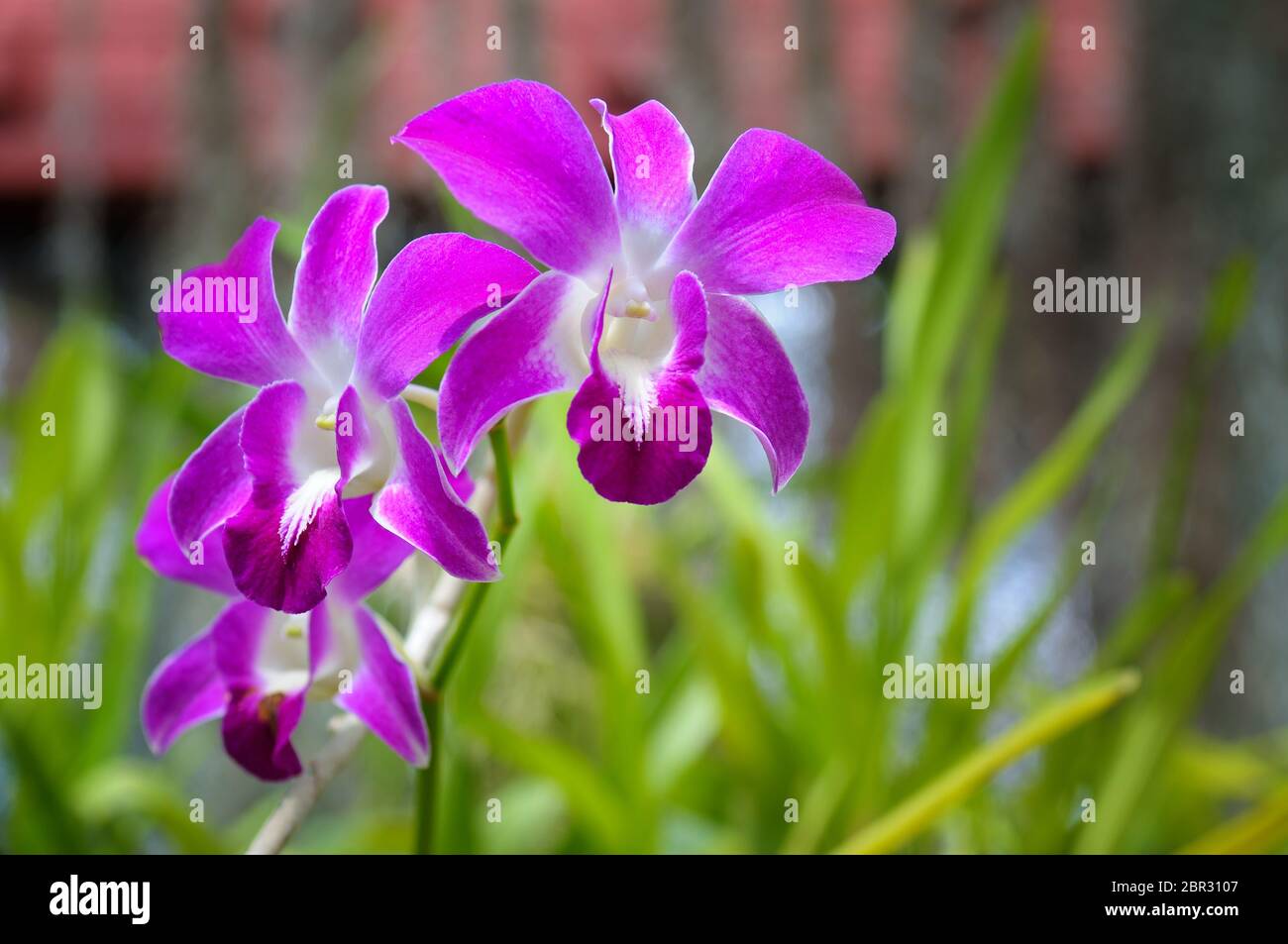 Image of beautiful purple orchid flowers in the garden. Floral background.Selective focus. Stock Photo