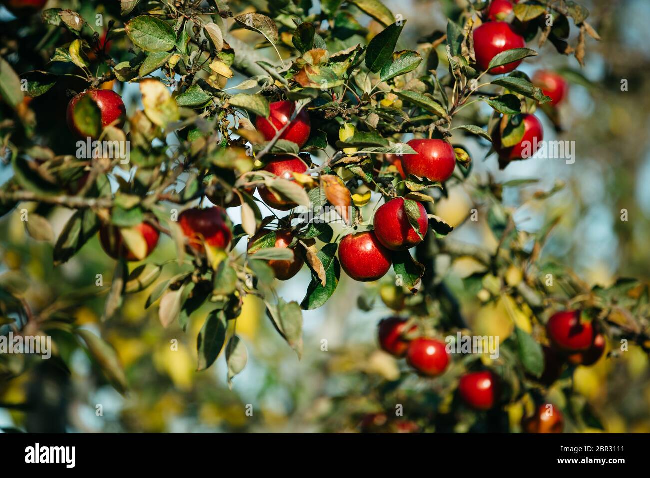 Organic apples hanging from a tree branch in an apple orchard Stock ...