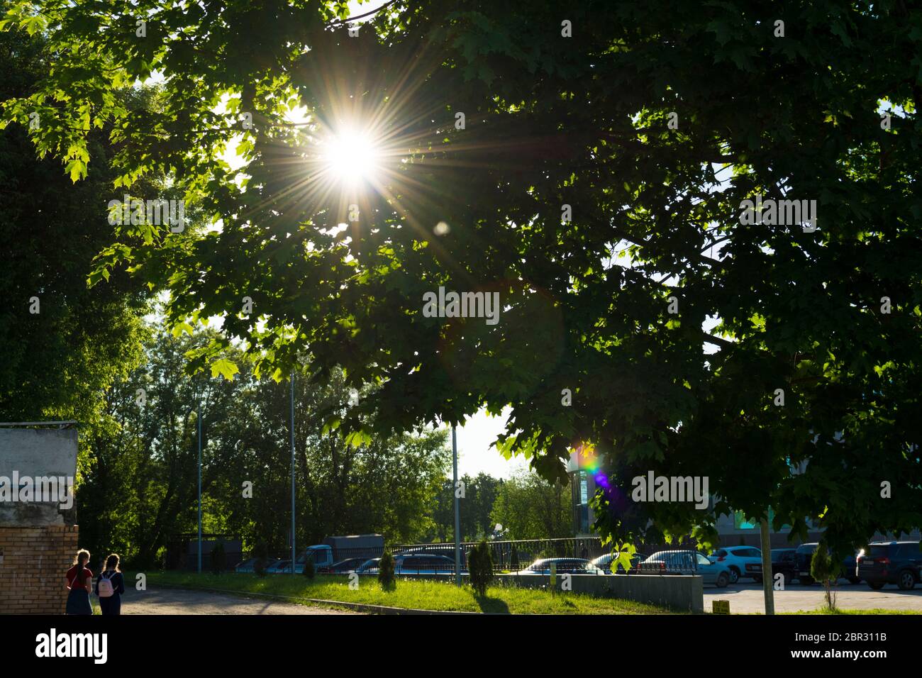city park in the summer. rays in summer break through the green crowns ...