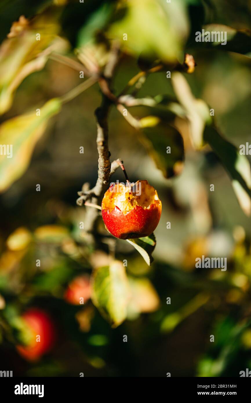Organic apples hanging from a tree branch in an apple orchard with bite ...