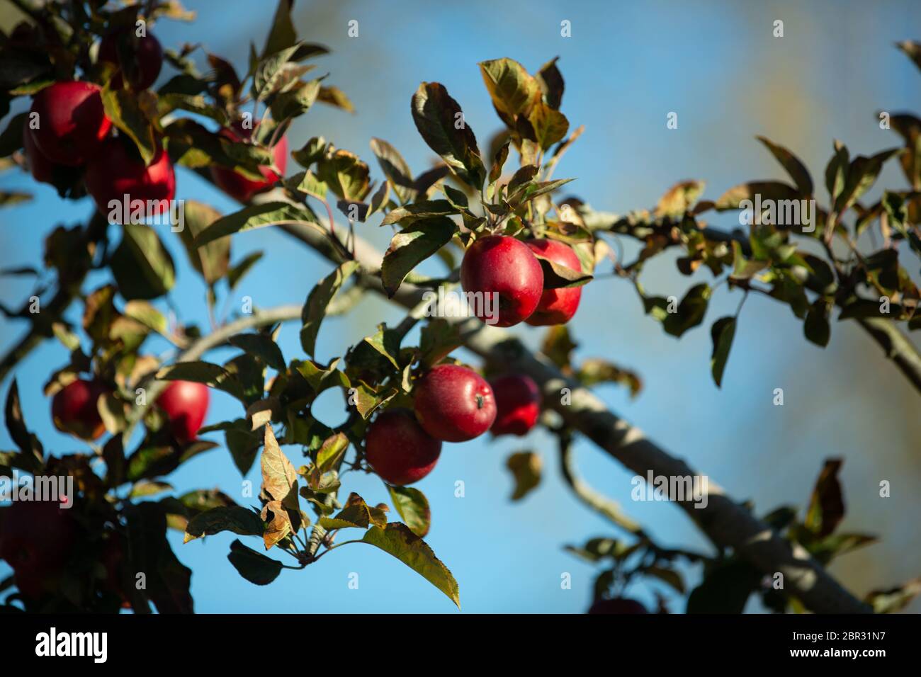 Organic apples hanging from a tree branch in an apple orchard Stock ...