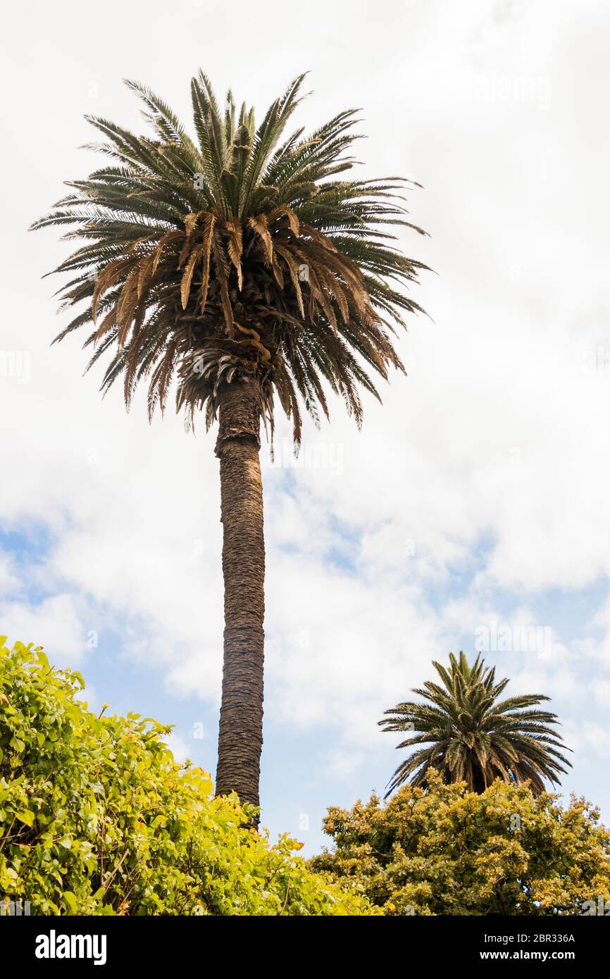 Palm trees and blue sky with clouds in Cape Town, South Africa Stock