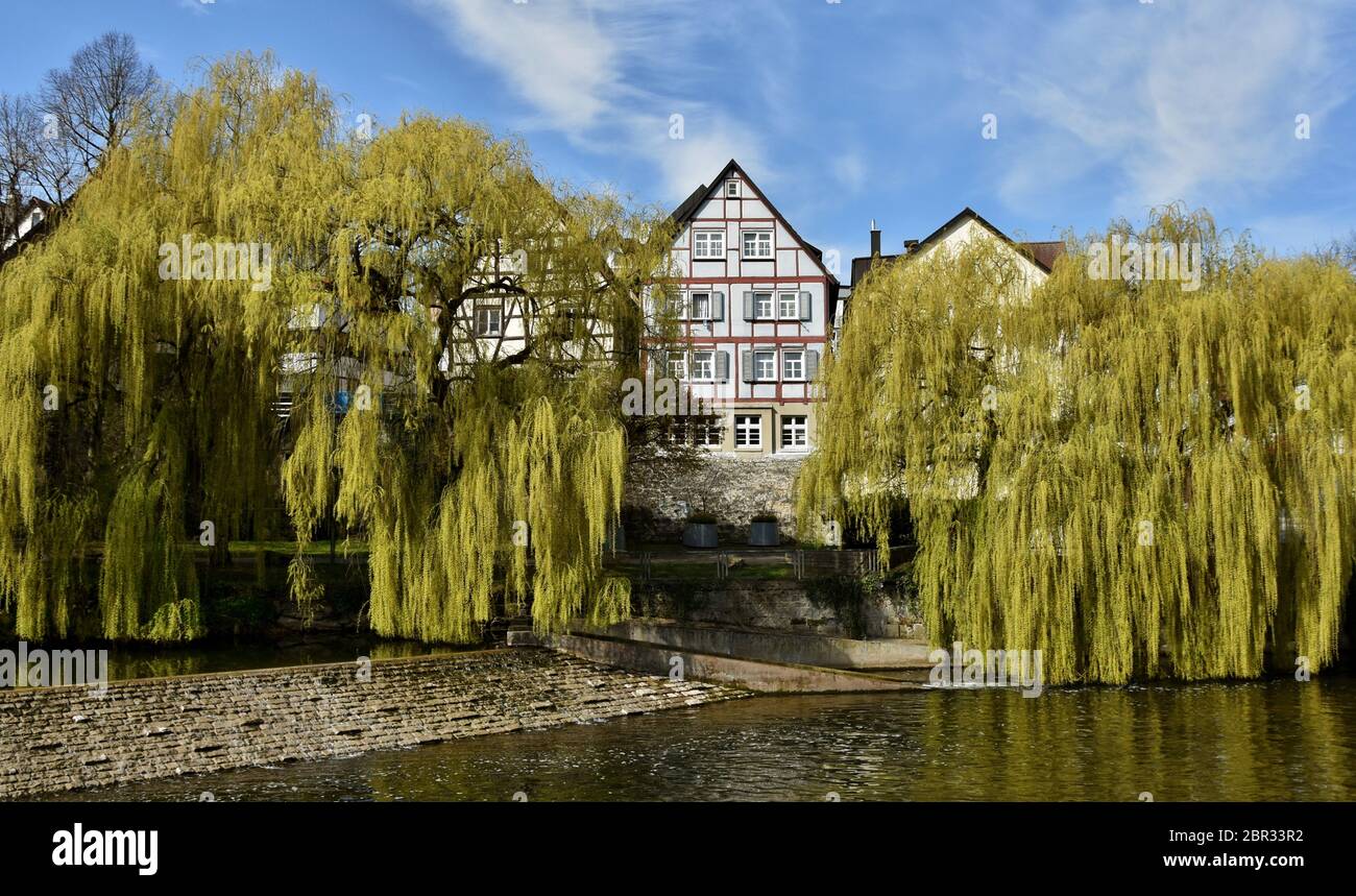 Weeping Willows in Spring Stock Photo - Alamy
