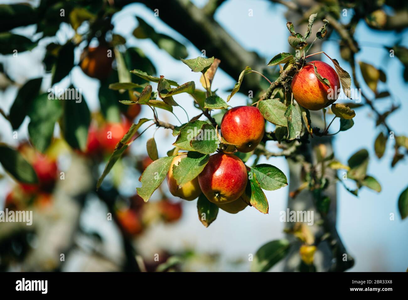 Organic apples hanging from a tree branch in an apple orchard Stock ...