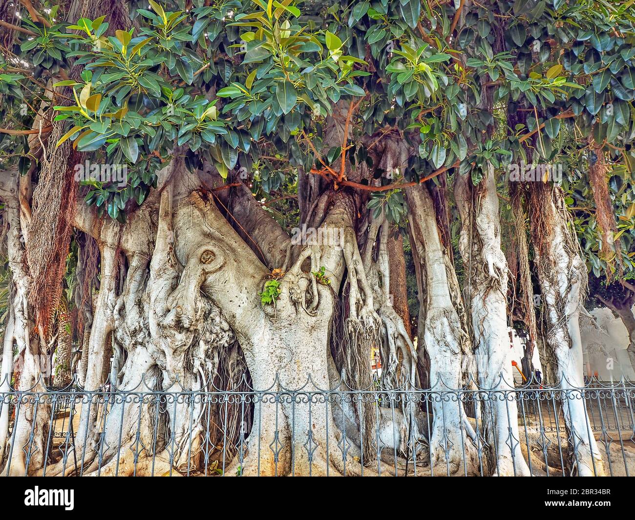 Extensive tree roots hi-res stock photography and images - Alamy