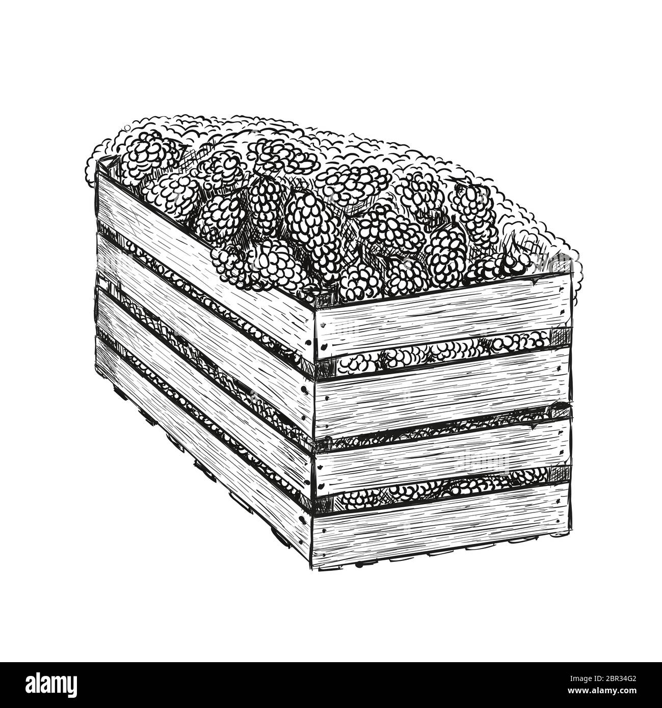 Grapes in two wood boxes one on another. Vector illustration in sketch style isolated on a white. Stock Vector