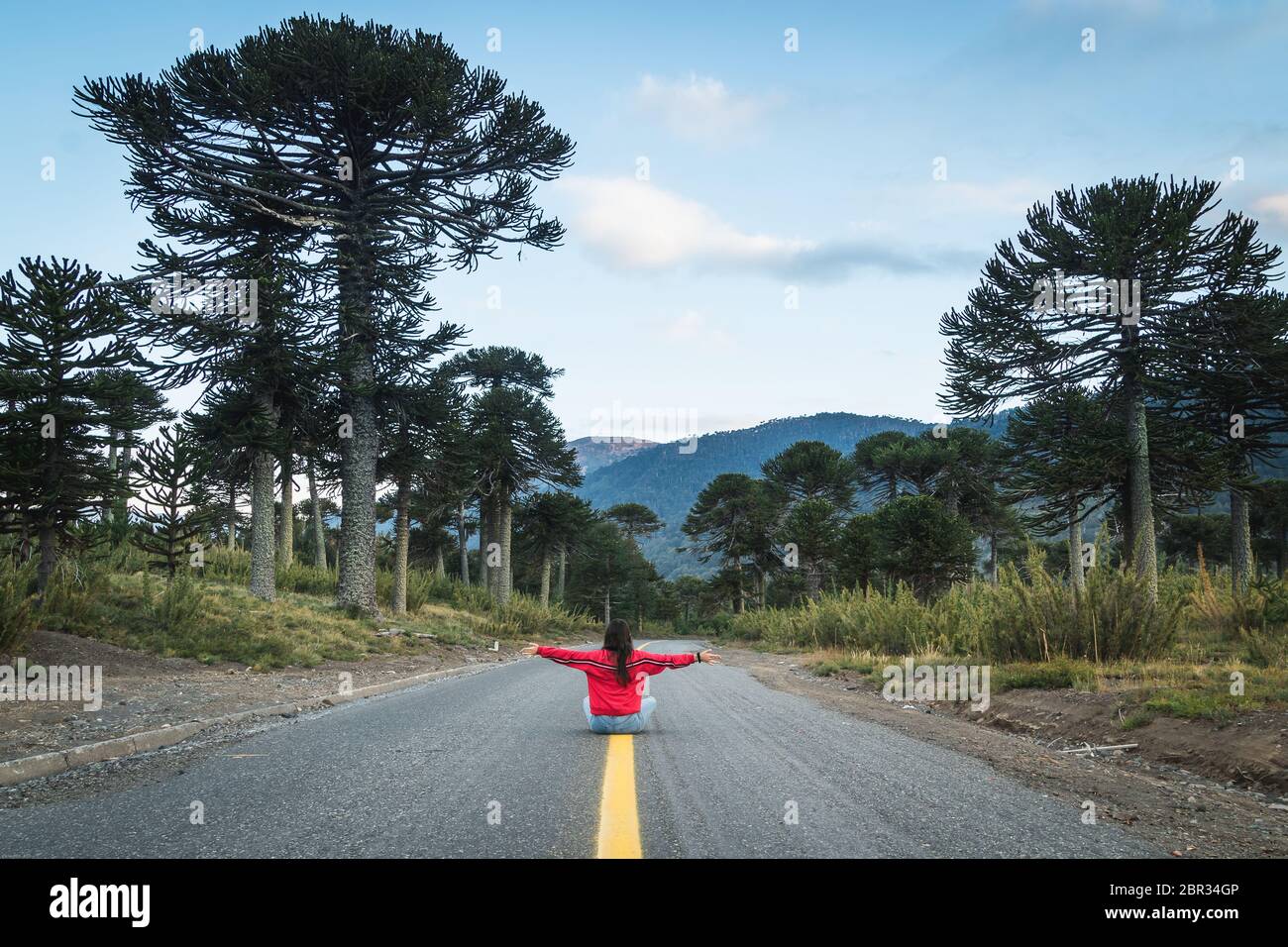 Native trees chile hi-res stock photography and images - Alamy