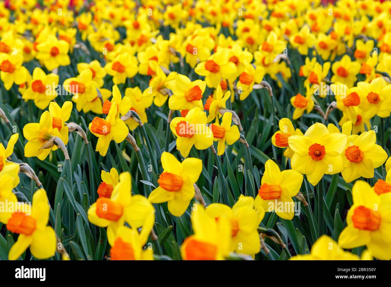 first daffodils in the flower bed in spring Stock Photo - Alamy