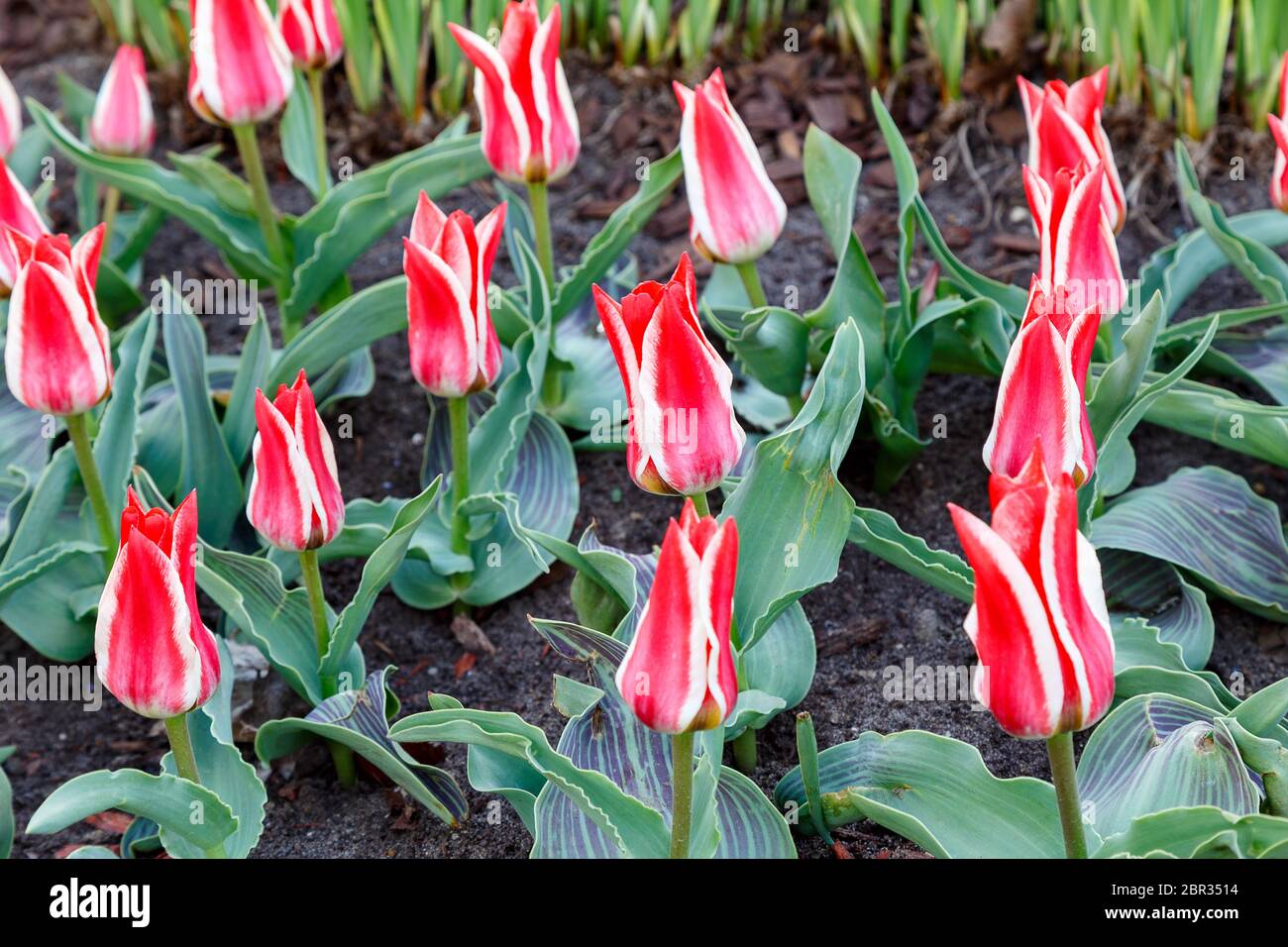 The first tulips in the flower bed in spring Stock Photo - Alamy