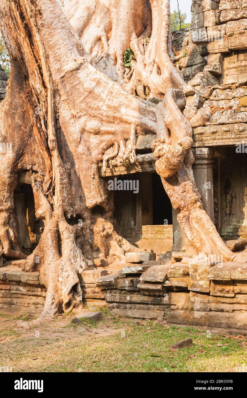 Cotton silk tree roots at Preah Khan Temple. Angkor, UNESCO World
