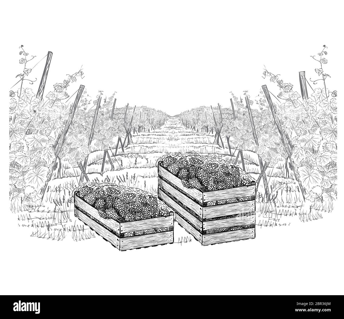 Landscape of vineyard with grapes in three wood boxes on plantations. Vector illustration in sketch style isolated on a white. Stock Vector