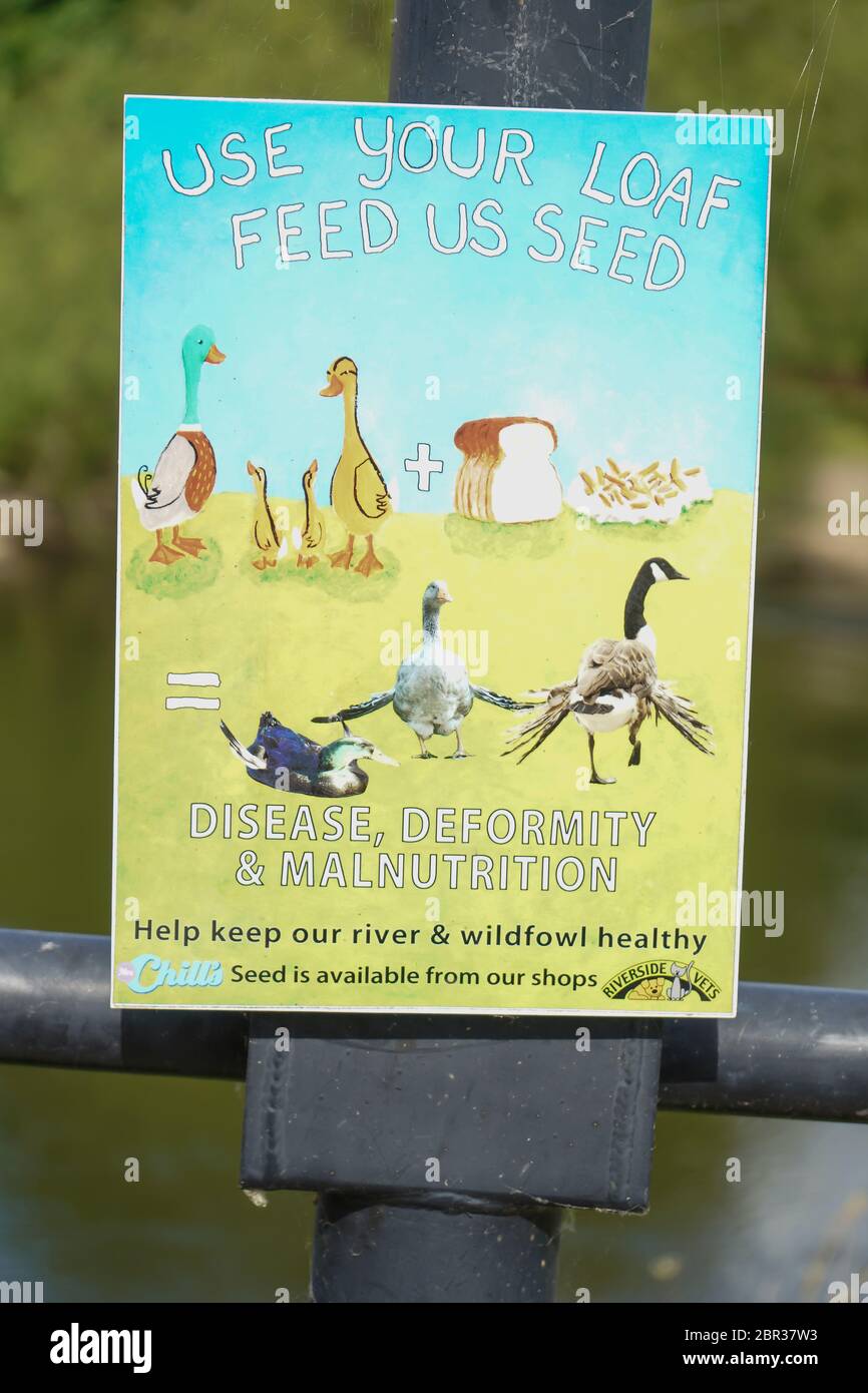 Caring for wildlife. Outdoor, isolated poster sign advising public to be sensible, responsible & feed seed to ducks not bread and chips! Stock Photo