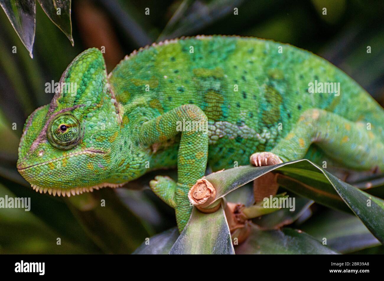 a green panther chameleon on a leaf Stock Photo