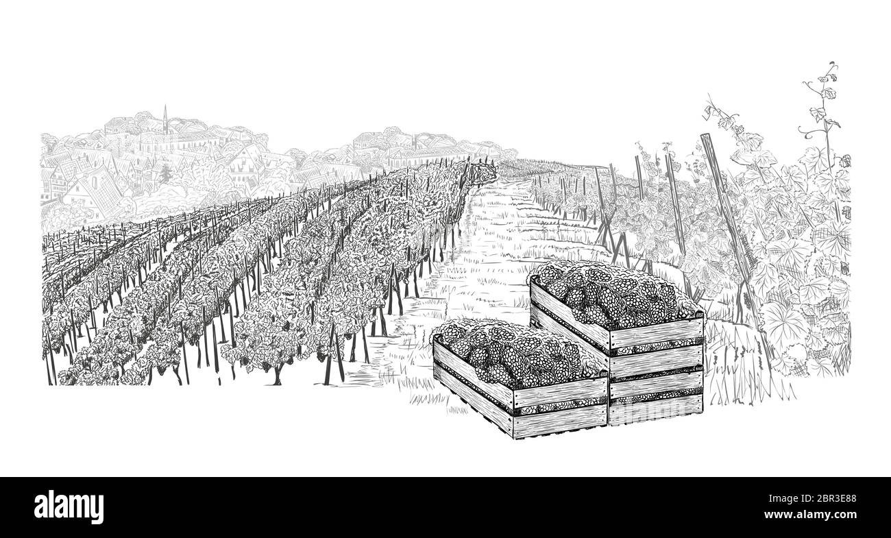 Landscape of vineyard with grapes in three wood boxes on plantations. Vector illustration in sketch style isolated on a white Stock Vector
