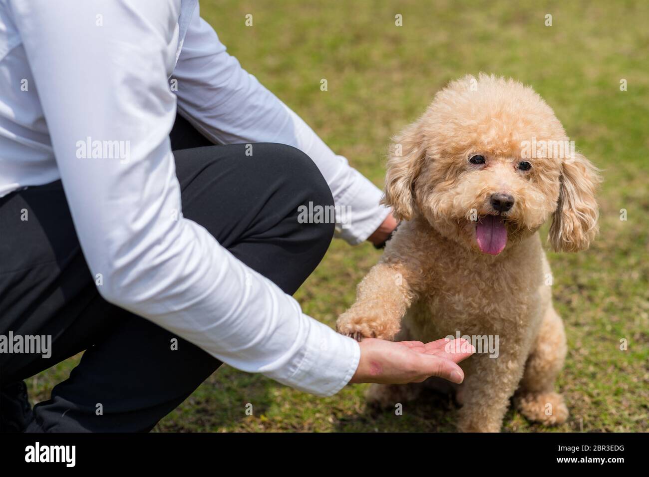 toy poodle shaking