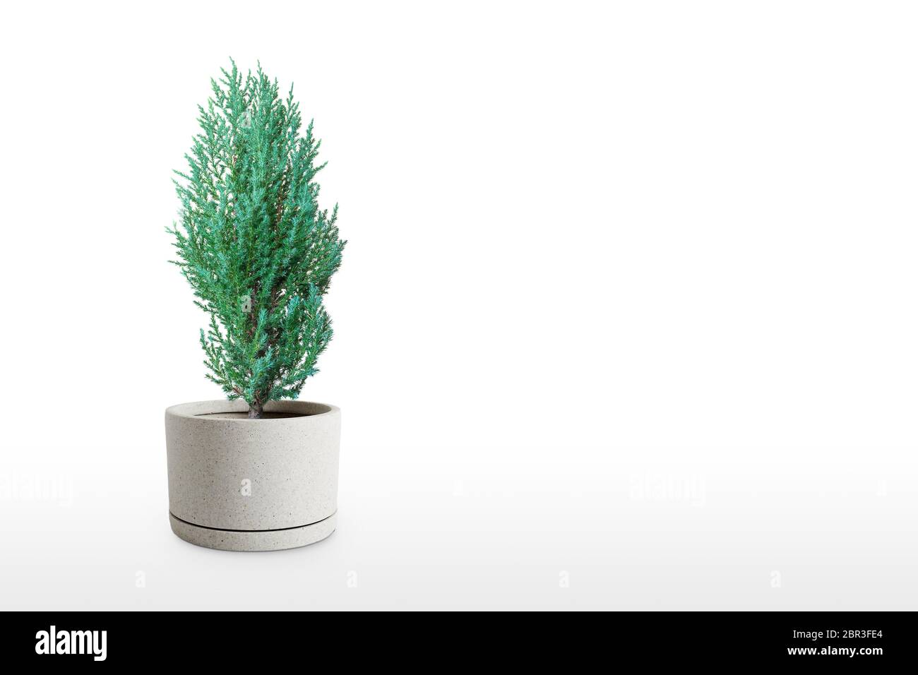 Juniperus Chinensis vase isolated on white background. Stock Photo