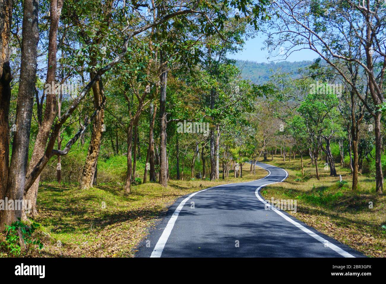 A beautiful road winding its way through a forest (photographed in BR Hills Sanctuary, Karnataka, India) Stock Photo