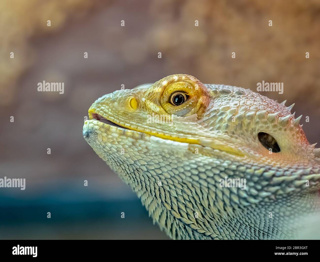 Close up of a bearded dragon lizard looking through the cage window in a zoo Stock Photo