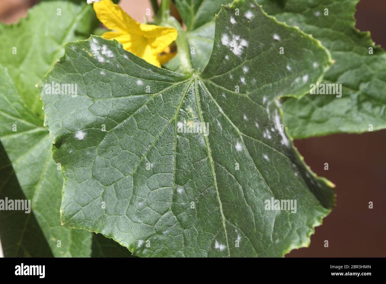 White mold and oidium on the leaf of a diseased pumpkin plant Stock Photo