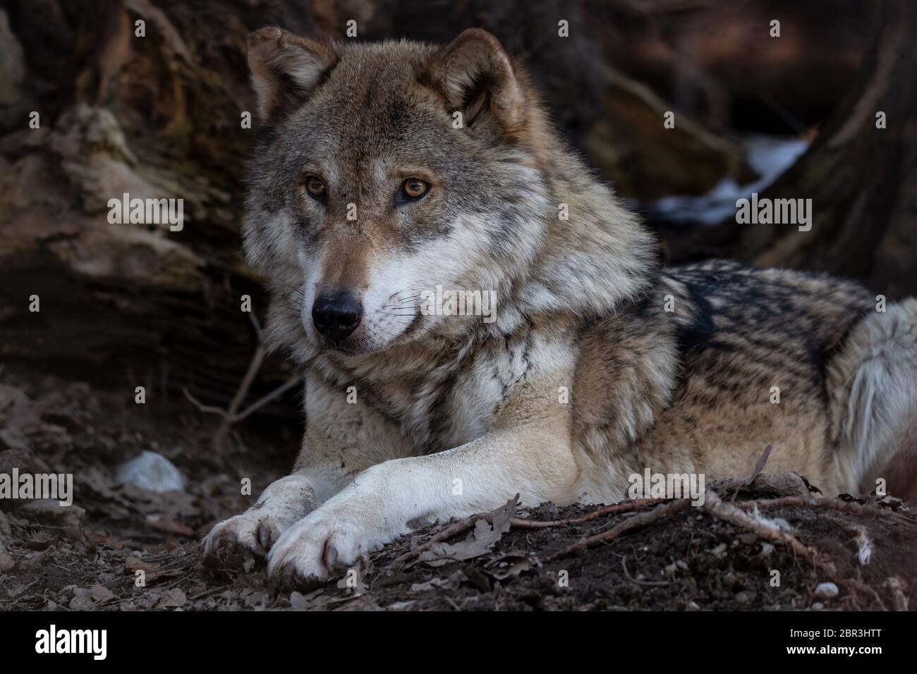 Liegender Wolf auf Waldboden Stock Photo