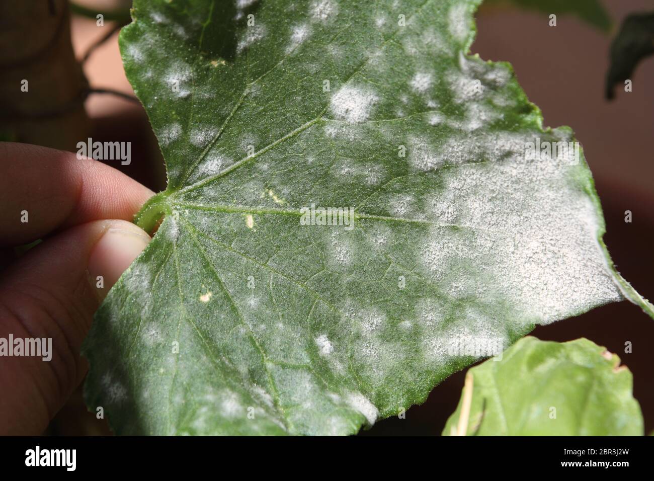 White mold and oidium on the leaf of a diseased pumpkin plant Stock Photo