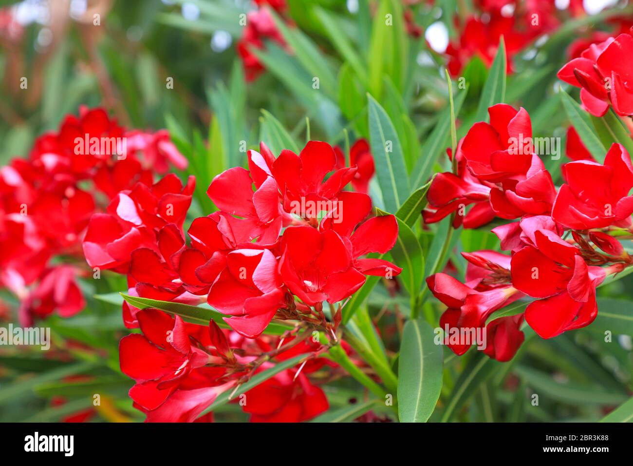 Delicate flowers of a red oleander, Nerium Oleander, bloomed in the spring. Shrub, small tree, cornel family, Apocynaceae, garden plant. Red summer Stock Photo