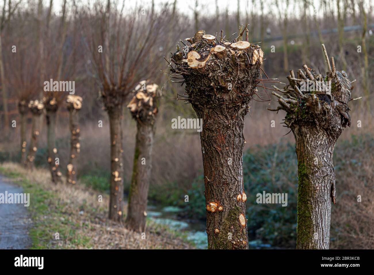 Line of pruned pollard willow trees in Grevenbroich, Germany Stock Photo