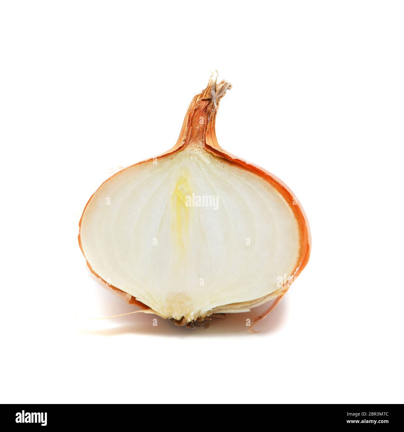 fresh half onion on a whithe background Stock Photo