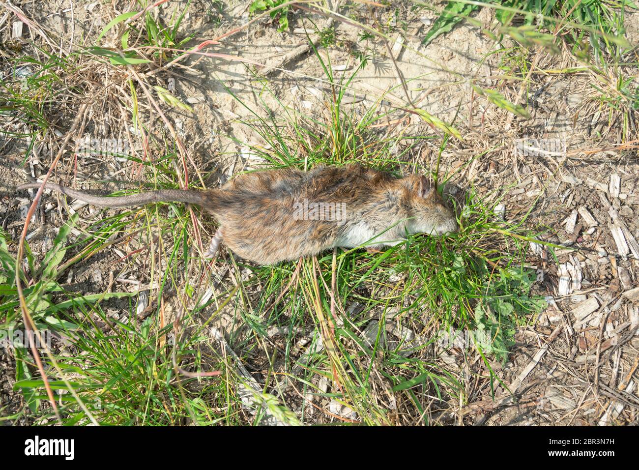 Big dead rat in the roadside probably poisoned Stock Photo