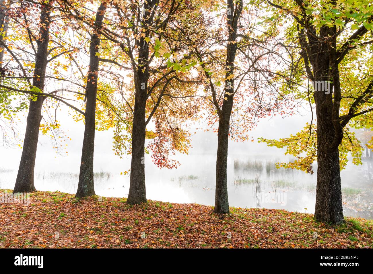 Trees next to the water hi-res stock photography and images - Alamy