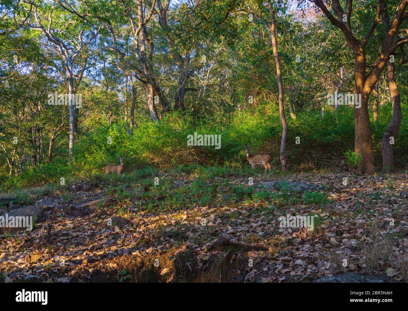 Spotted Deers grazing in BR Hills Sanctuary, Karnataka, India Stock Photo