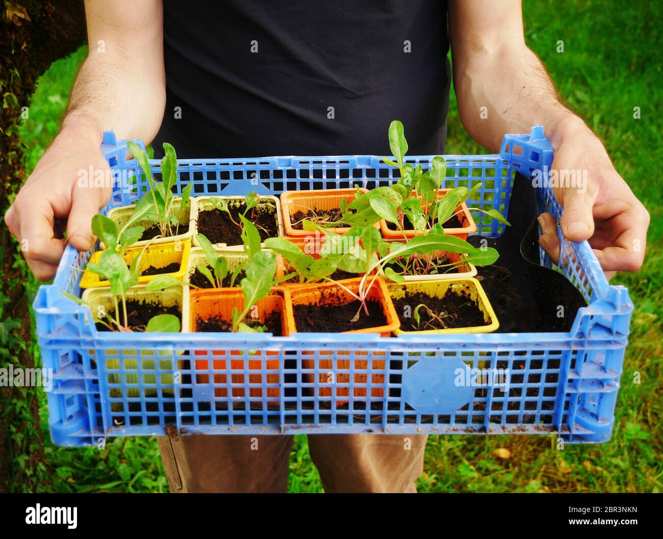 Farmer holding a crate full of small green salad shoots Stock Photo
