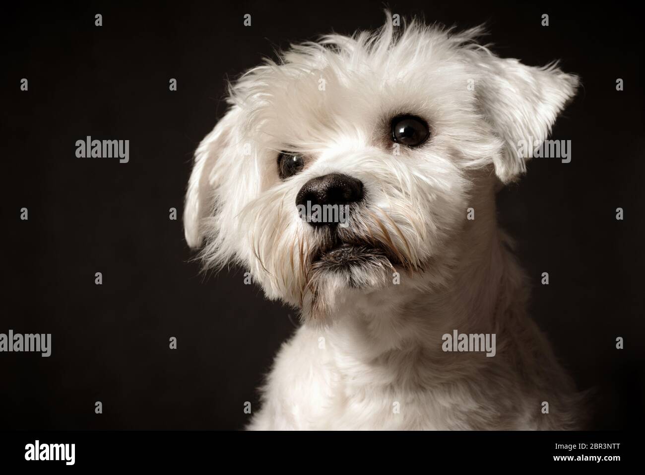 Animal portrait of white schnauzer dog on dark gray background. Stock Photo