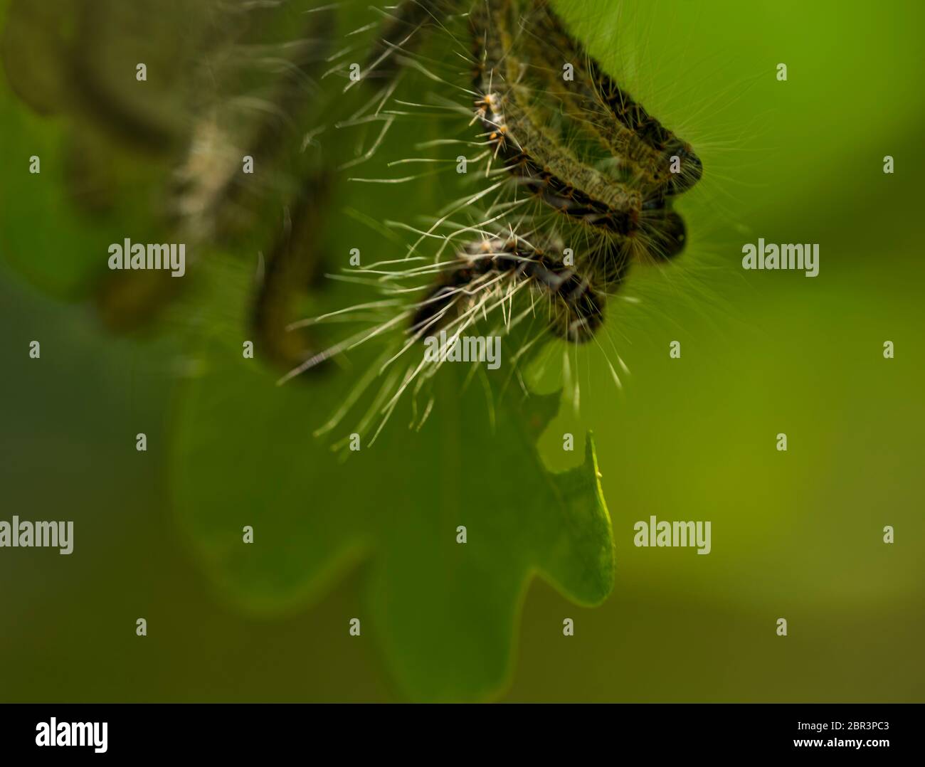 Nest oak processionary caterpillar (Thaumetopoea processionea) in an