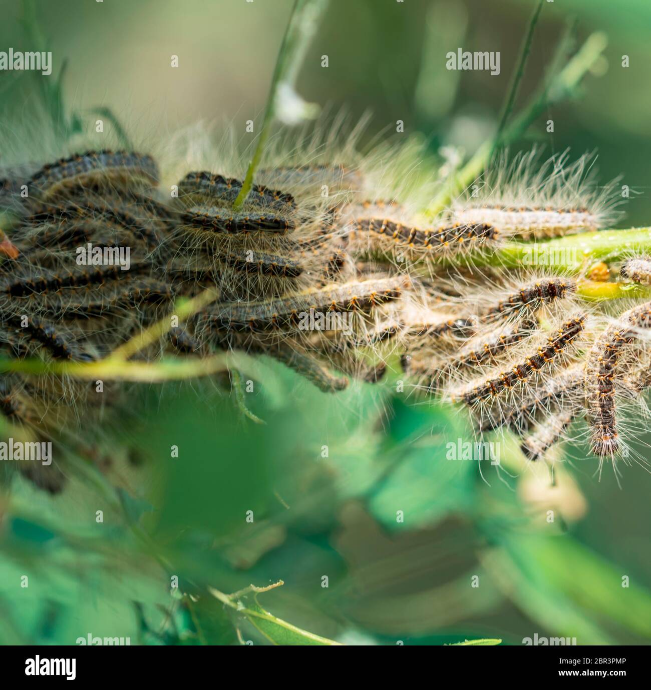 Nest oak processionary caterpillar (Thaumetopoea processionea) in an