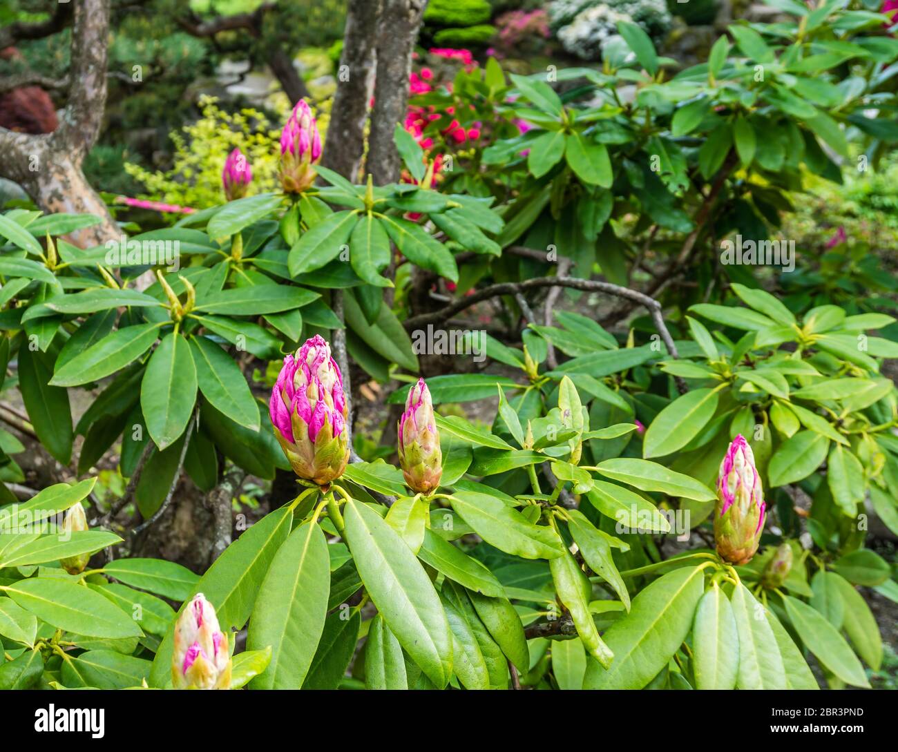 Pink Rhododendron buds are about to open in a garden in Seatac