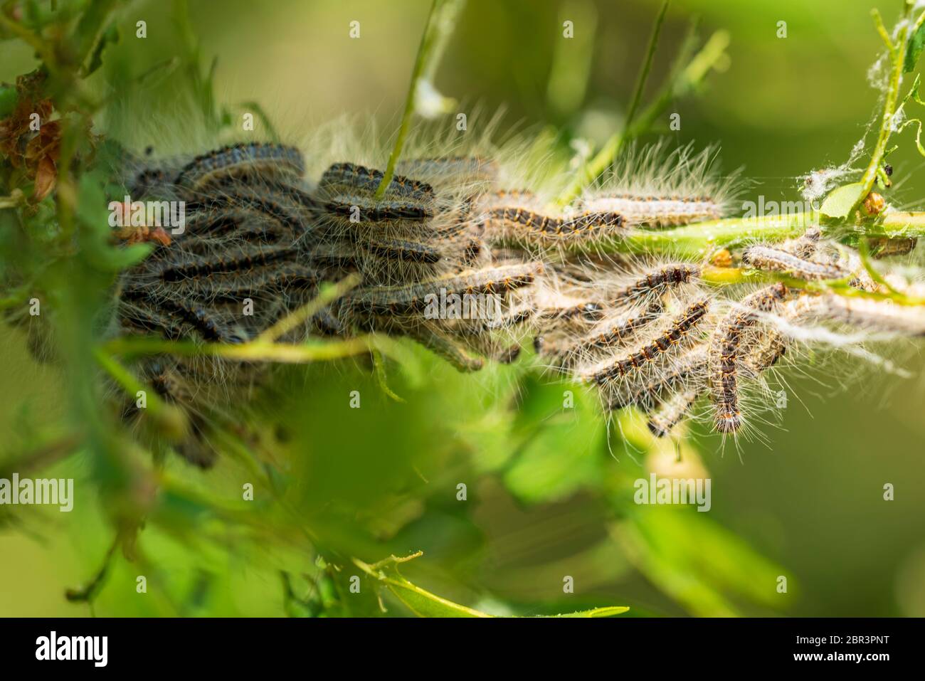 Oak processionary moth rash hires stock photography and images Alamy